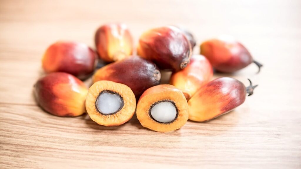 SQC’s MSPO consultancy guides palm oil producers in adopting sustainable practices.