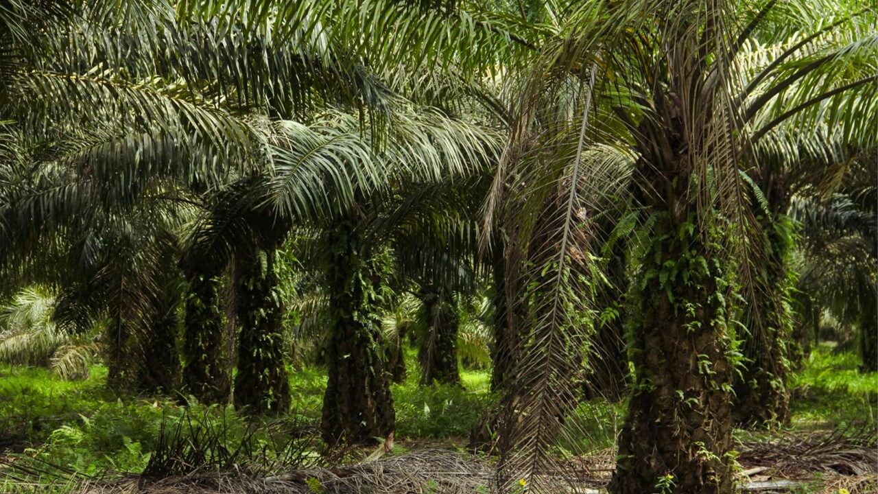 MSPO certification ensures sustainable and responsible practices in Malaysia’s palm oil industry.